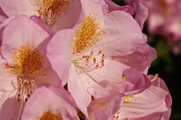 Landscape nature blossom plant Photo