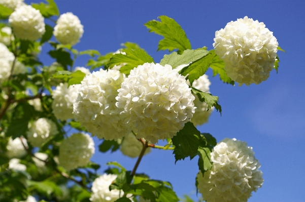 Branch blossom plant white Photo