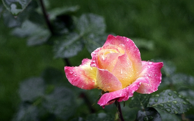 Blossom plant leaf flower Photo