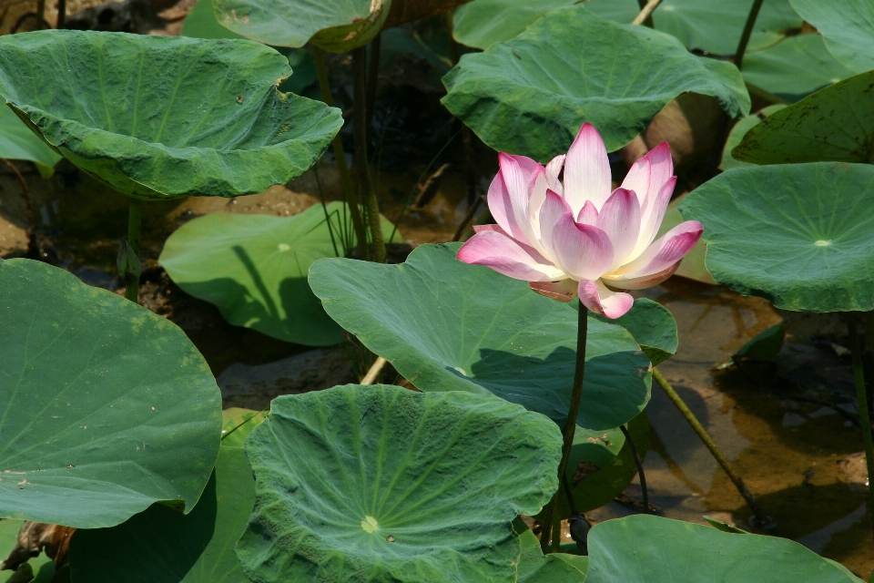 水 自然 花 植物