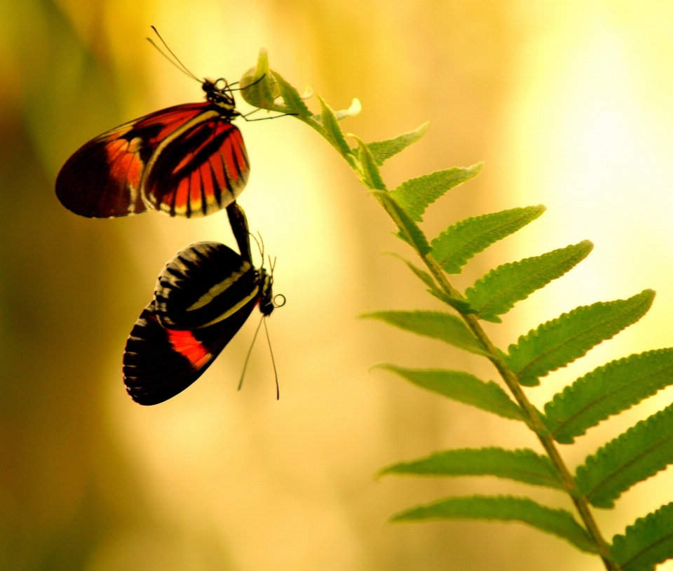 Nature outdoor branch wing