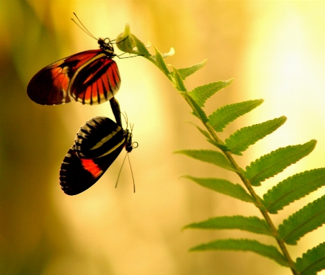 Nature outdoor branch wing Photo