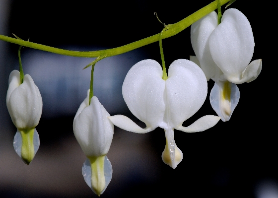 Blossom plant white flower Photo