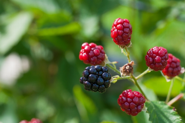 Nature plant fruit berry Photo