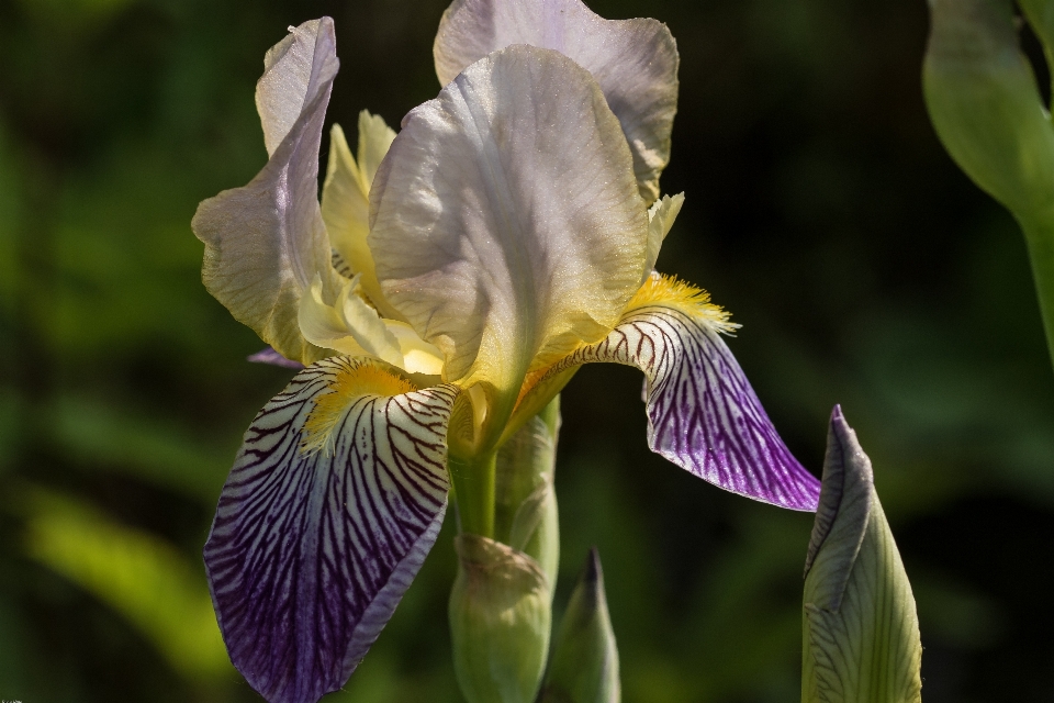 Anlage blume lila blütenblatt