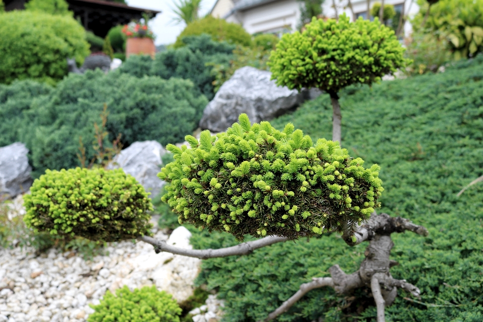 树 植物 花 苔藓