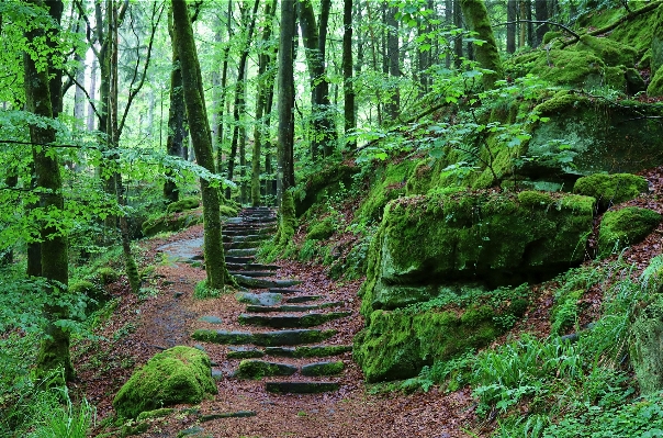 Ağaç orman yol el değmemiş doğa
 Fotoğraf