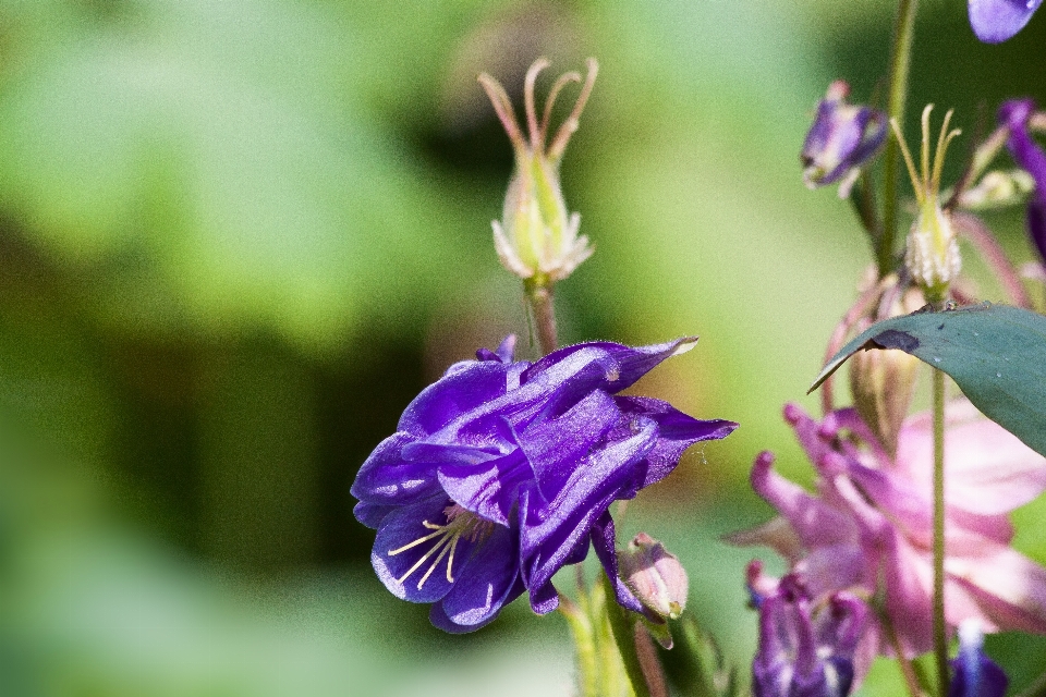 自然 花 植物 花弁