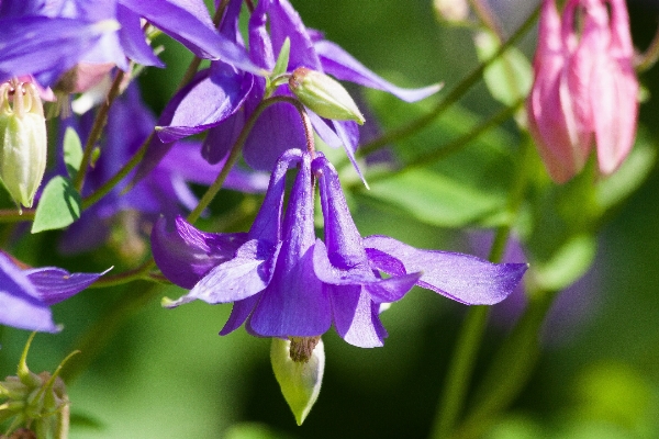 Nature blossom plant flower Photo