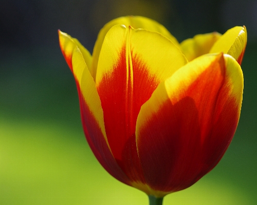 Nature plant flower petal Photo