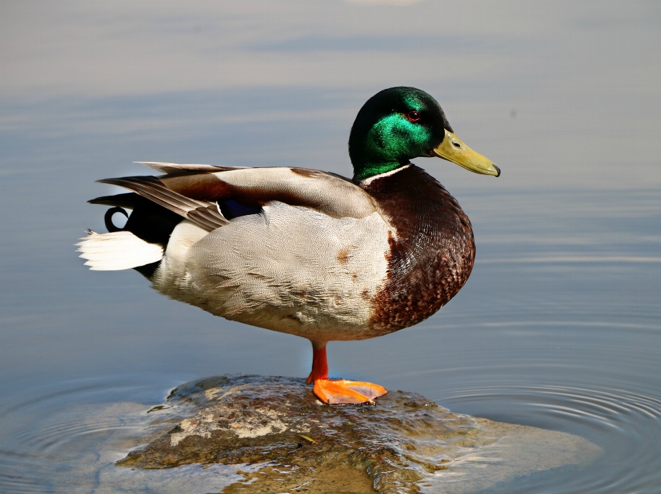 Eau nature oiseau aile