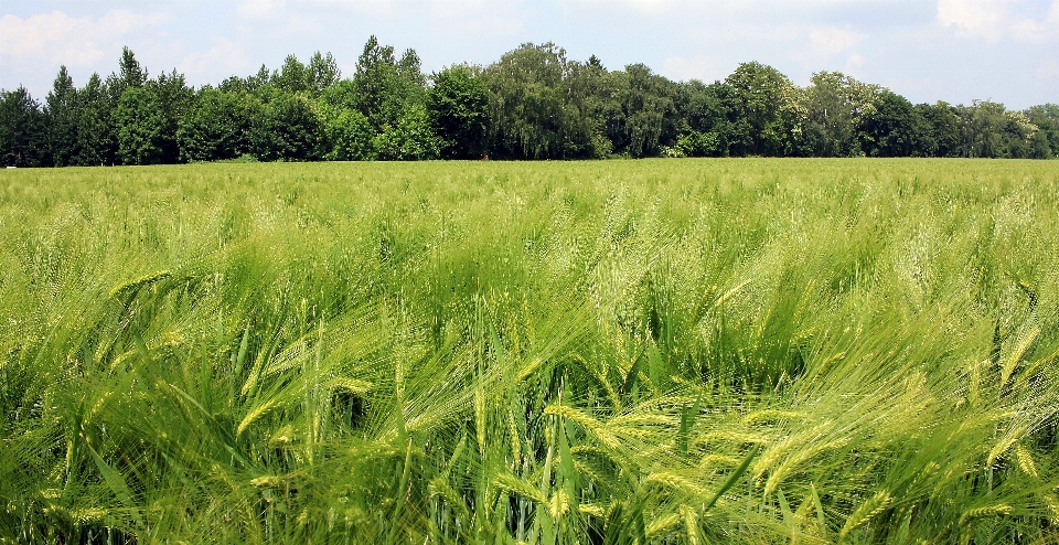 Landscape nature grass plant