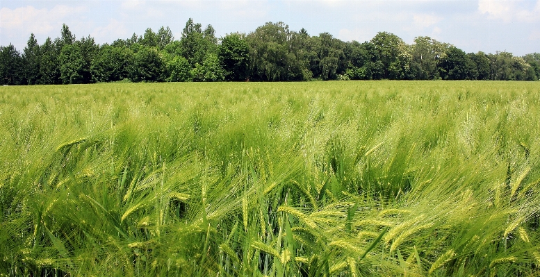 Landscape nature grass plant Photo