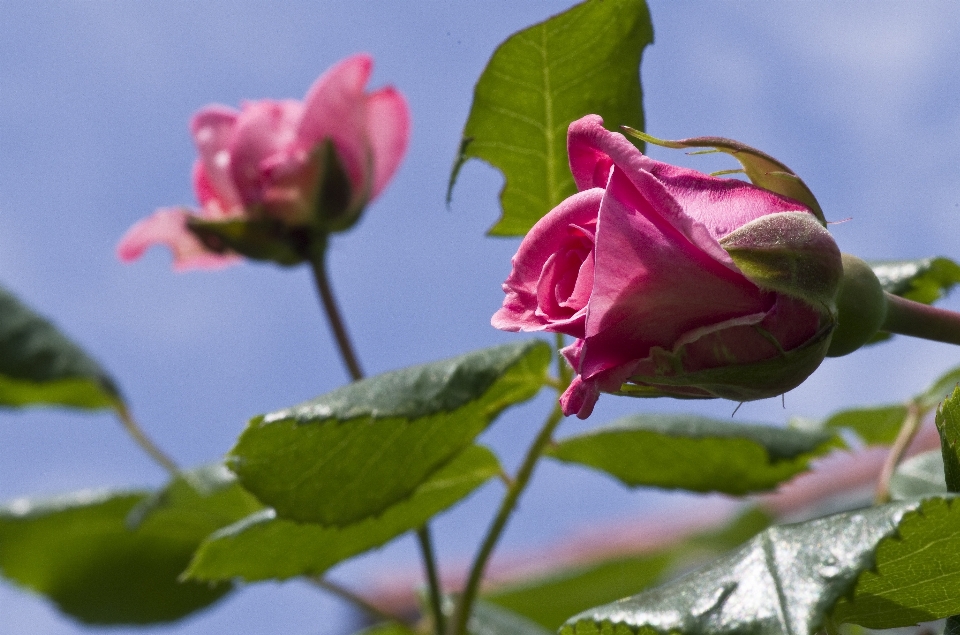 Fleurir usine ciel fleur