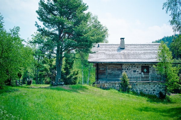 Landscape tree nature farm Photo