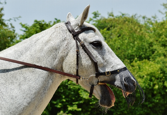 Nature animal horse rein Photo