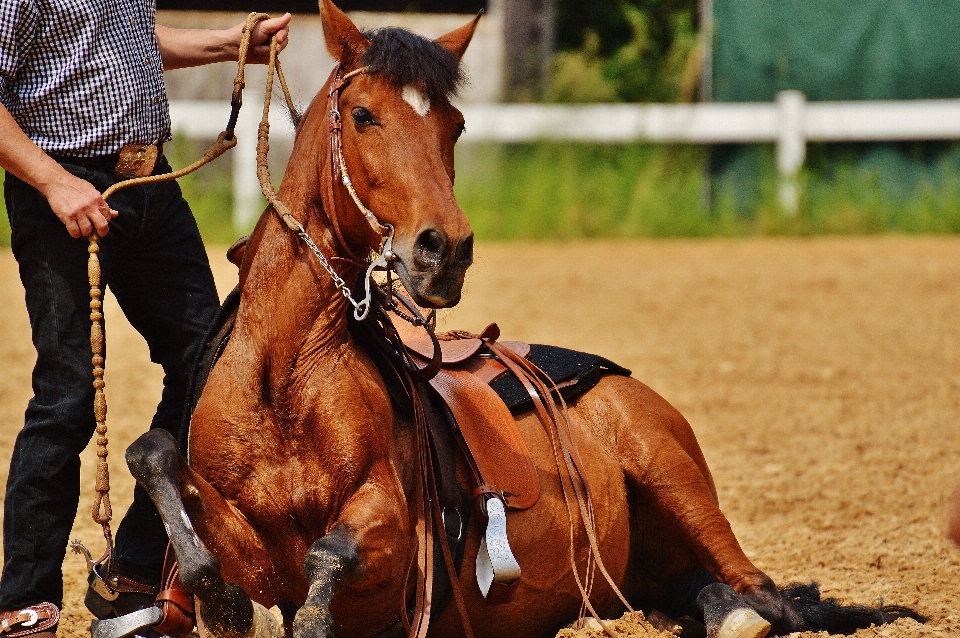 Cute horse brown rein