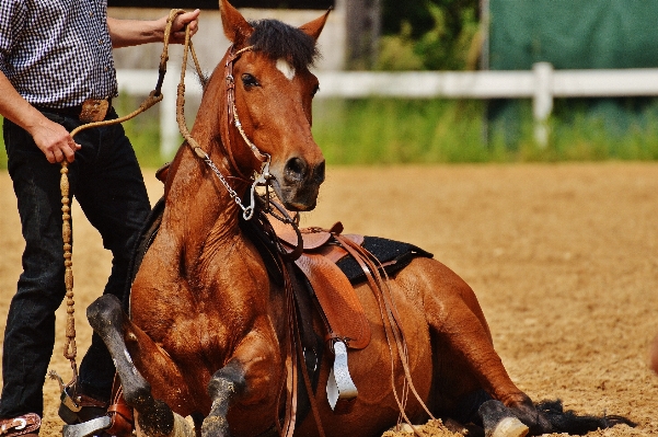 Cute horse brown rein Photo