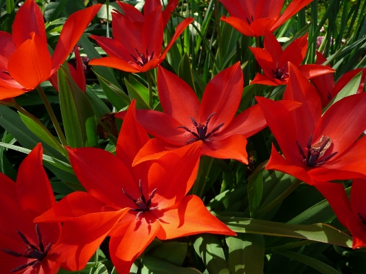 Anlage blume blütenblatt tulpe Foto