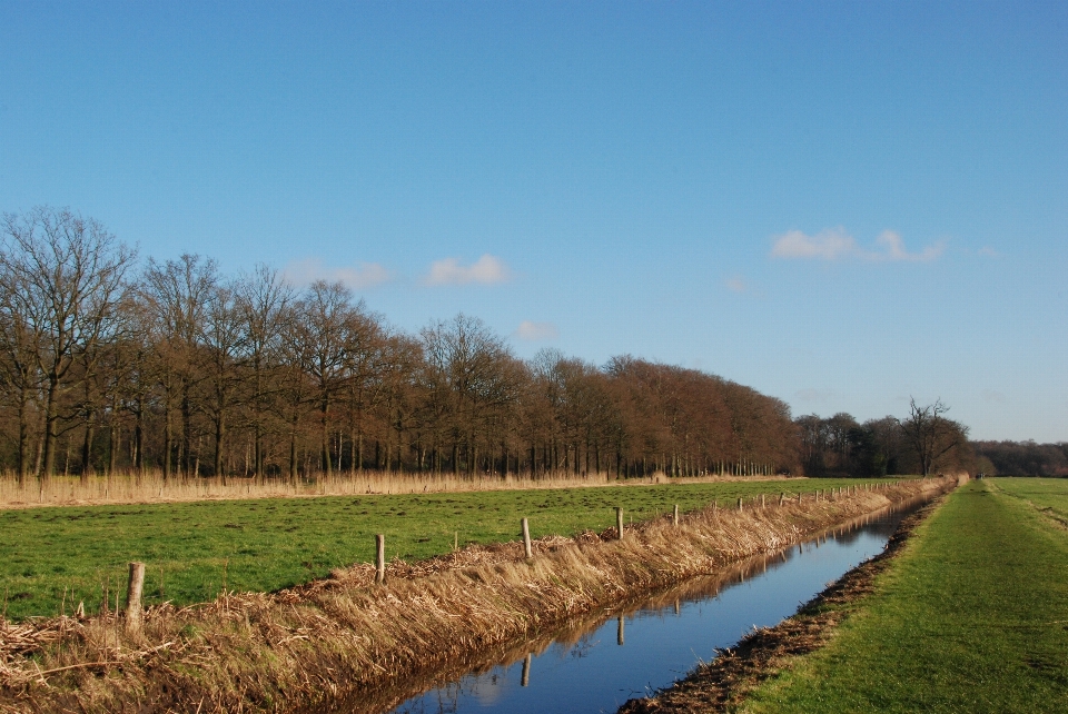 Paysage arbre eau nature