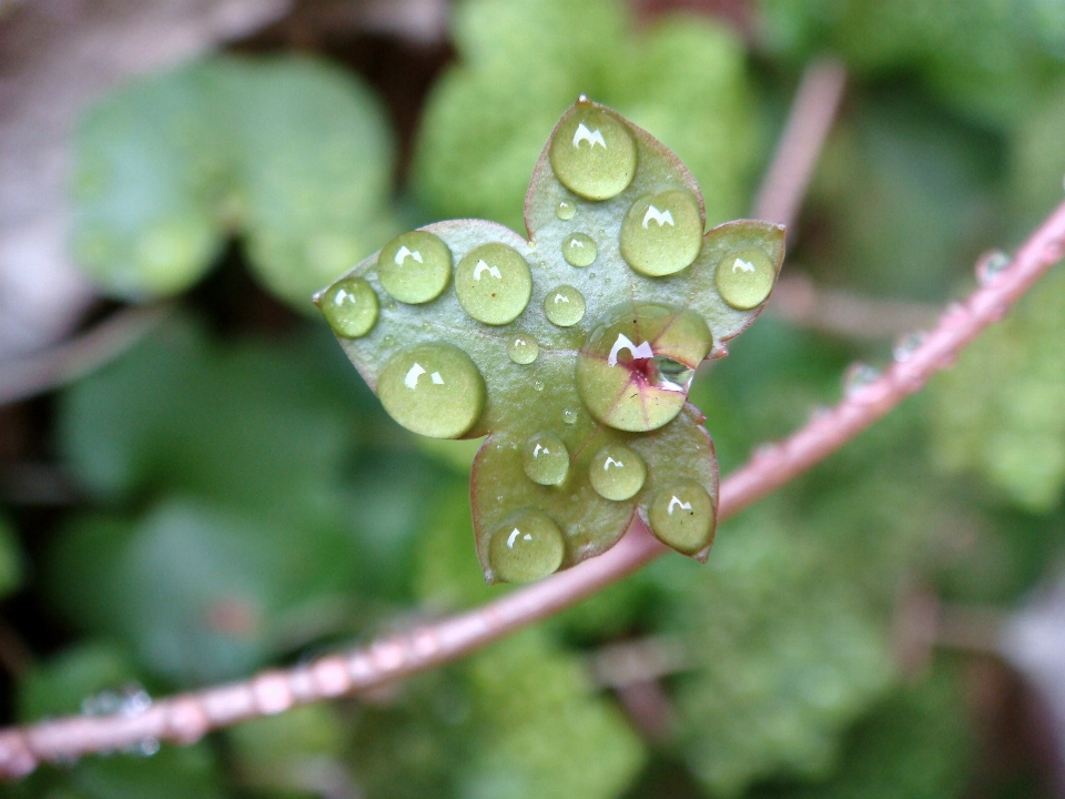 Eau nature bifurquer rosée