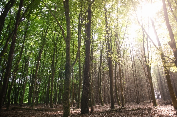 Landscape tree nature forest Photo