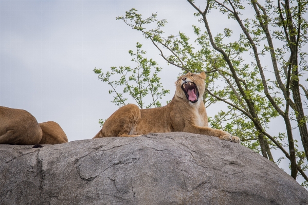 Nature wilderness adventure animal Photo