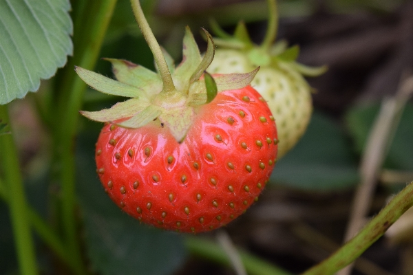 Plant fruit sweet flower Photo