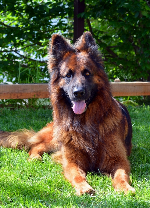 Chien mammifère fermer
 berger allemand
