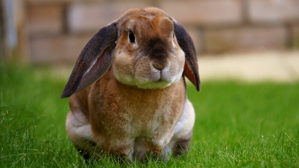 Erba prato
 animale carino