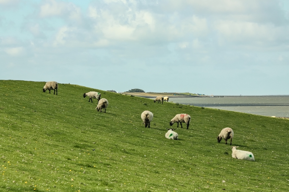 Grass field farm meadow