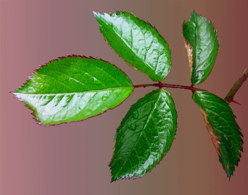 Natur zweig anlage blatt Foto