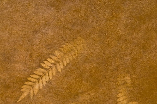 Sand wood texture leaf Photo