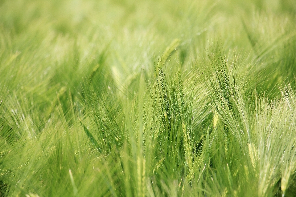 Landscape nature grass plant