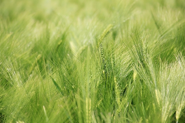 Landscape nature grass plant Photo