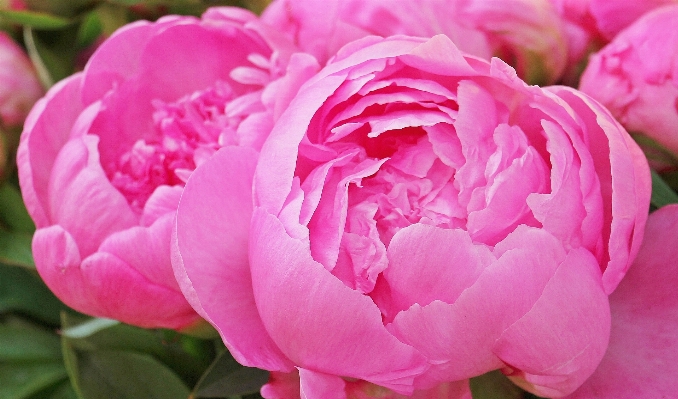 花 植物 日光 花弁 写真