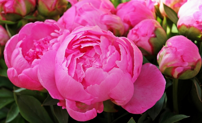 花 植物 日光 花弁 写真