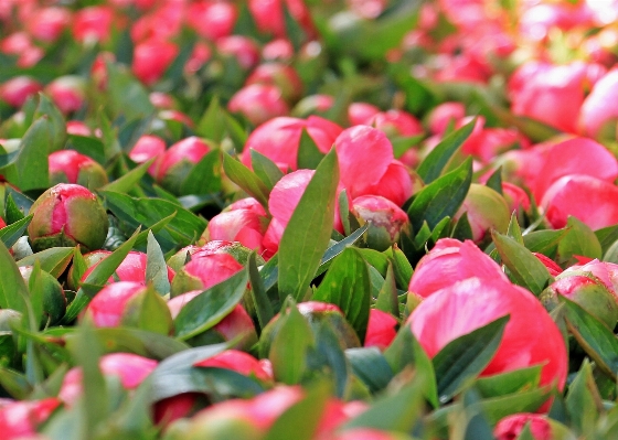 Blossom plant sunlight leaf Photo