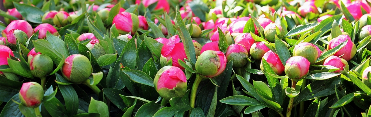 Blossom plant sunlight flower Photo