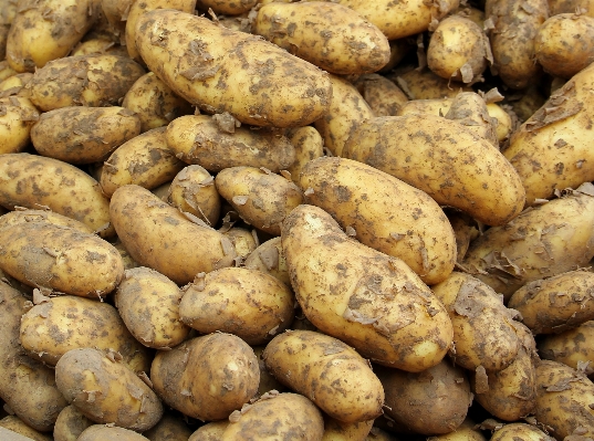 植物 食べ物 収穫 生産 写真