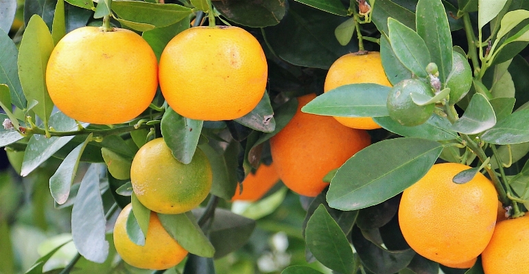 Tree nature plant fruit Photo