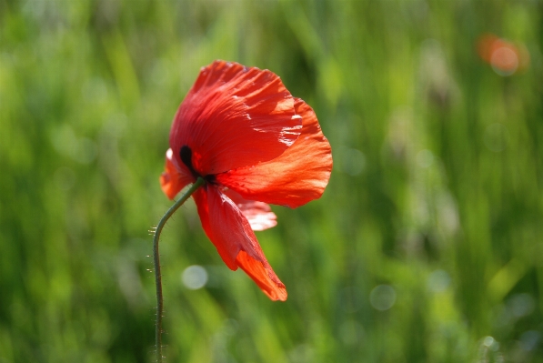 Foto Natura erba fiore pianta