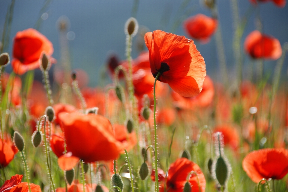 Plant field meadow flower