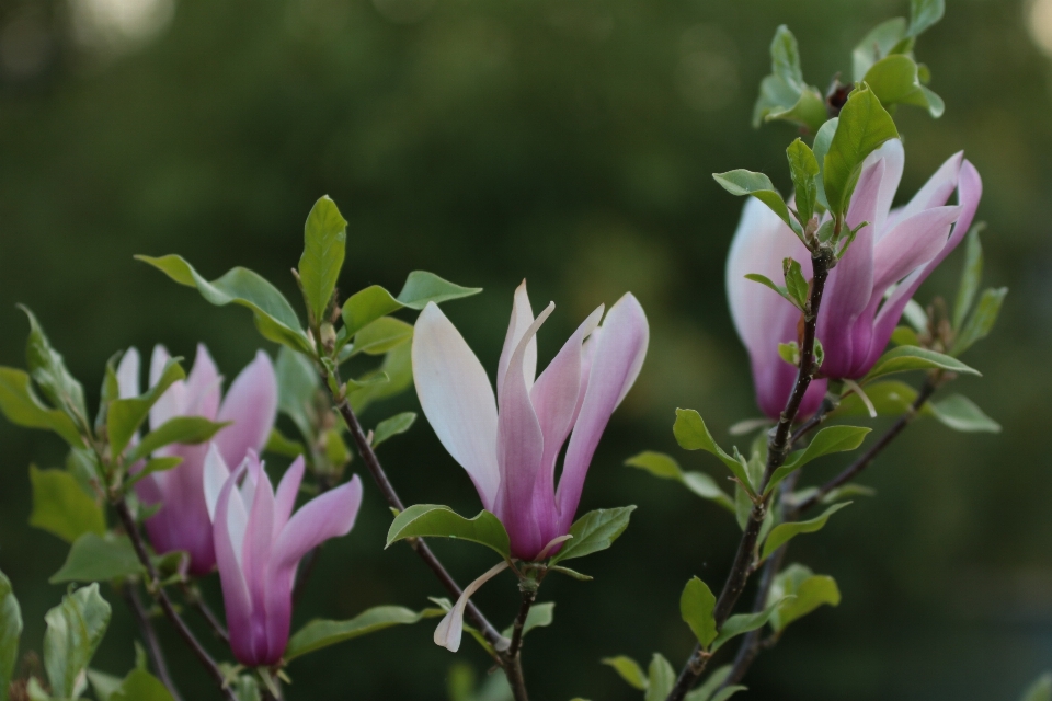 Natura ramo fiore pianta