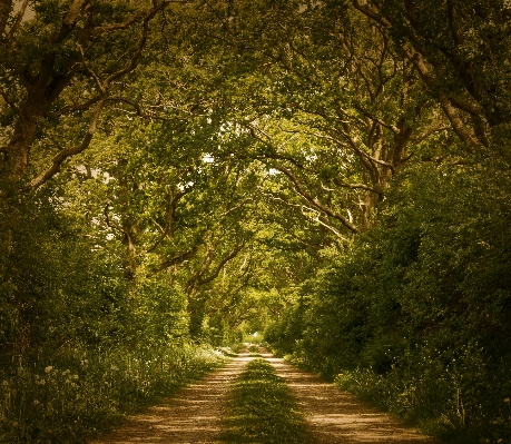 Landscape tree nature forest Photo