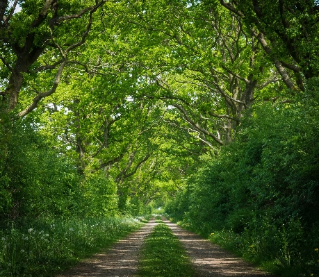 Tree nature forest branch Photo