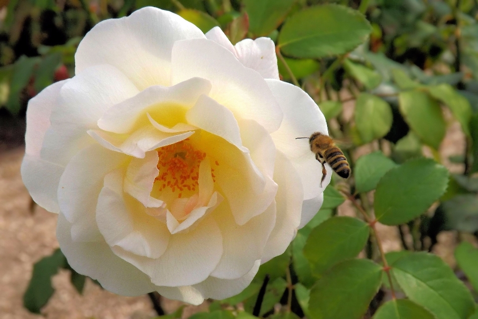 Florecer planta blanco flor