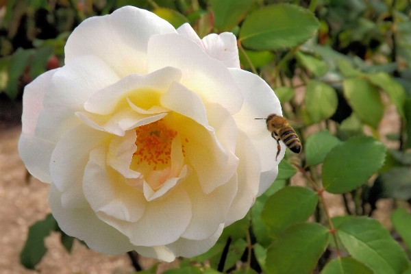 Blossom plant white flower Photo