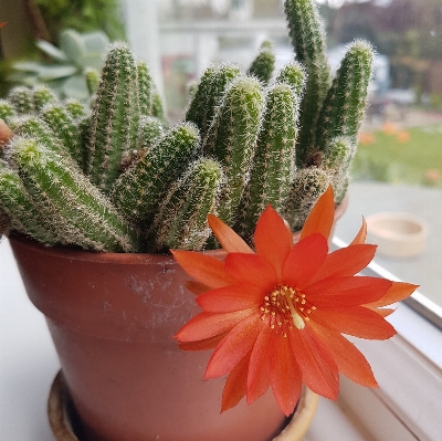 Cactus plant flower red Photo