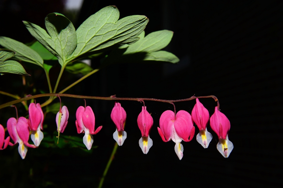 Plant leaf flower petal